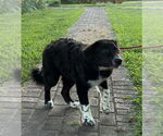 Small #6 Great Pyrenees Mix