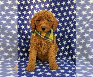 Medium Goldendoodle-Poodle (Miniature) Mix