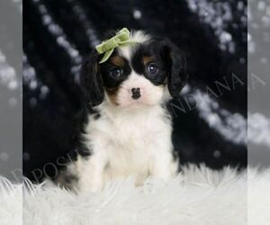 Cavalier King Charles Spaniel Puppy for sale in WARSAW, IN, USA