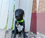 Small #4 Labrador Retriever Mix