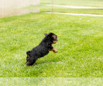 Small #1 Yorkshire Terrier