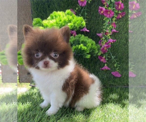 Medium Photo #18 Pomeranian Puppy For Sale in FORT LAUDERDALE, FL, USA