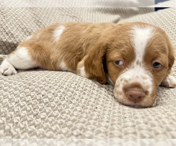 Medium Photo #5 Brittany Puppy For Sale in ORRUM, NC, USA