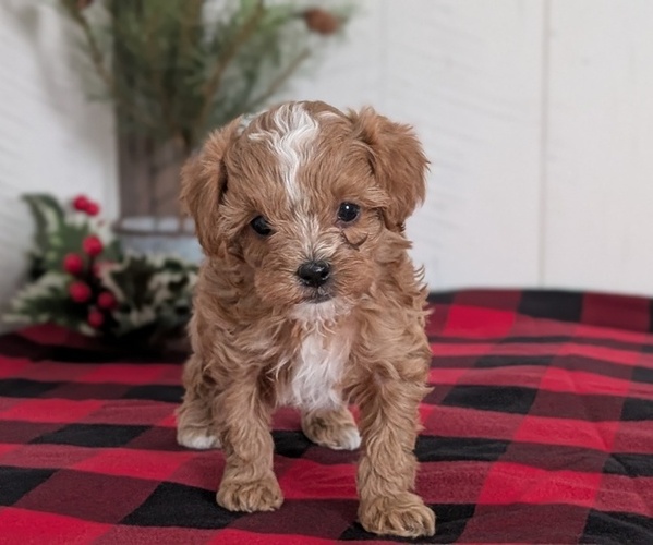 Medium Photo #50 Cavapoo (Miniature) Puppy For Sale in GOSHEN, IN, USA