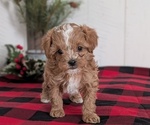 Small Photo #50 Cavapoo (Miniature) Puppy For Sale in GOSHEN, IN, USA
