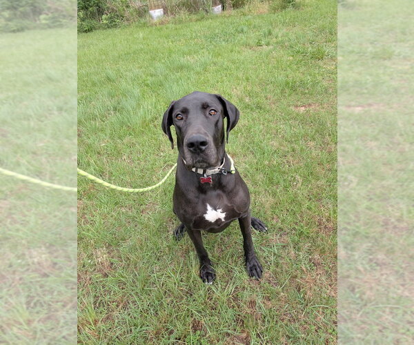 Medium Photo #3 Great Dane-Unknown Mix Puppy For Sale in Boston, MA, USA