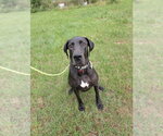 Small #2 Great Dane Mix