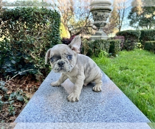 Medium Photo #245 French Bulldog Puppy For Sale in HAYWARD, CA, USA