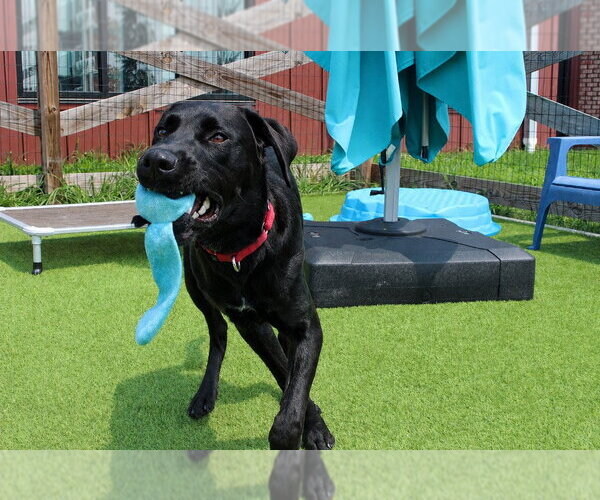 Medium Photo #2 Labrador Retriever-Unknown Mix Puppy For Sale in Chestertown, MD, USA