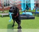 Small #1 Labrador Retriever Mix