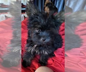 Yorkshire Terrier Puppy for sale in LANDRUM, SC, USA