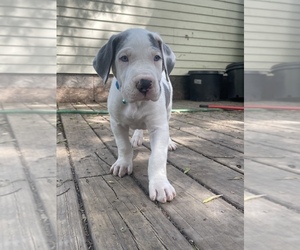 Great Dane Puppy for sale in LANSING, MI, USA