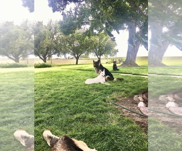 Medium Photo #45 German Shepherd Dog Puppy For Sale in BRIGHTON, CO, USA