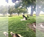Small #44 German Shepherd Dog