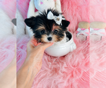 Small Yorkshire Terrier