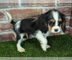 Small #9 Cavalier King Charles Spaniel