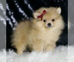 Small #4 Pomeranian