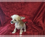 Small #15 Chinese Crested