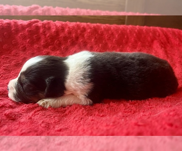 Medium Photo #4 Australian Shepherd Puppy For Sale in LODA, IL, USA