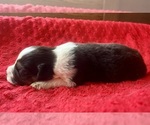 Small #3 Australian Shepherd