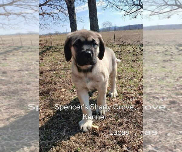 Medium Photo #4 Mastiff Puppy For Sale in CABOOL, MO, USA