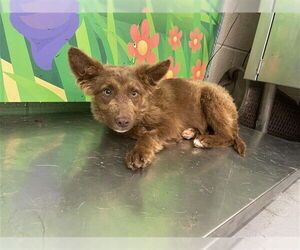 German Shepherd Dog-Unknown Mix Dogs for adoption in Waco, TX, USA