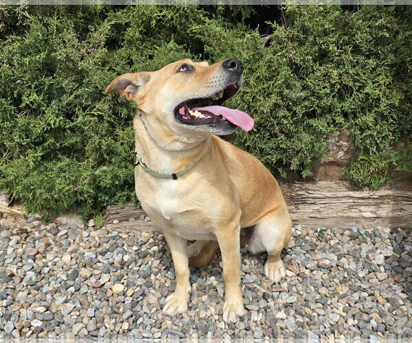 Medium Photo #4 American Staffordshire Terrier-Unknown Mix Puppy For Sale in Albuquerque, NM, USA