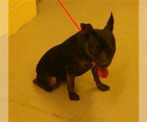 American Pit Bull Terrier-Unknown Mix Dogs for adoption in Sanford, FL, USA