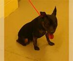 Small American Pit Bull Terrier Mix