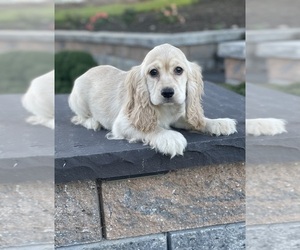 Medium Cocker Spaniel