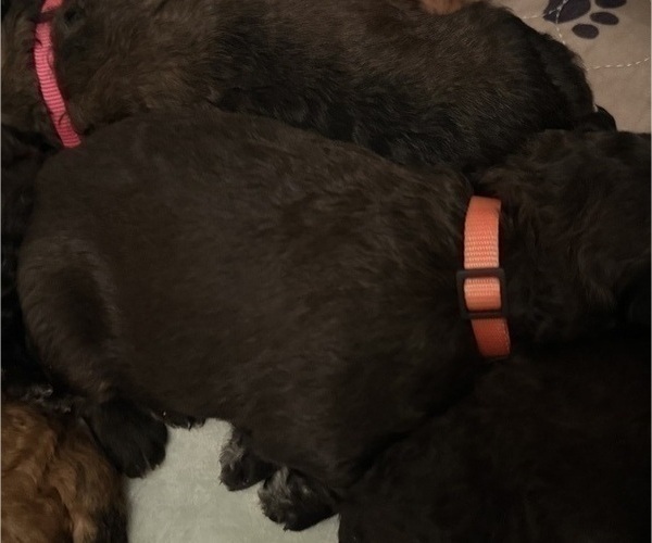 Medium Photo #25 Bernedoodle Puppy For Sale in MOULTON, AL, USA