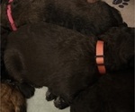 Small Photo #25 Bernedoodle Puppy For Sale in MOULTON, AL, USA