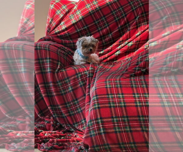 Medium Photo #1 Shih Tzu-Unknown Mix Puppy For Sale in Andover, MN, USA