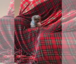 Small Shih Tzu Mix