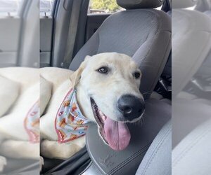 Labrador Retriever Dogs for adoption in Ogden, UT, USA