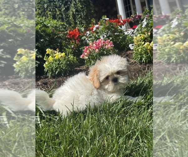 Medium Photo #1 Shih Tzu Puppy For Sale in CANOGA, NY, USA