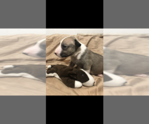 Bull Terrier Puppy for sale in HUGO, OK, USA