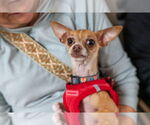 Small #7 Chihuahua