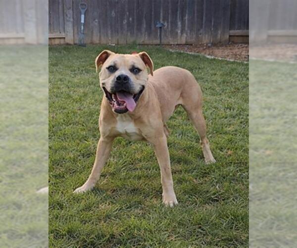 Medium Photo #2 Mutt Puppy For Sale in Sacramento, CA, USA