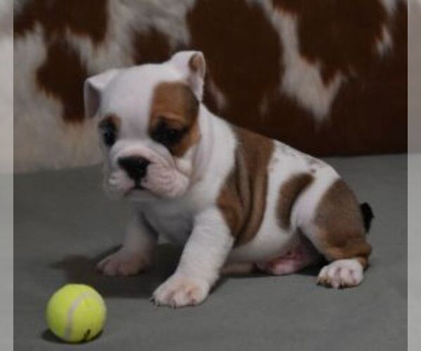 Medium Photo #1 English Bulldog Puppy For Sale in MARSHFIELD, MO, USA