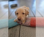 Puppy Ricky Jr Labrador Retriever