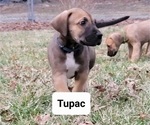 Puppy 3 Great Dane