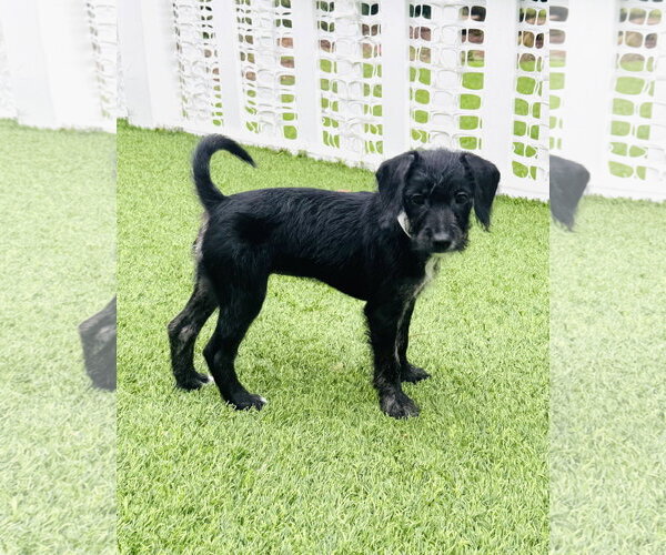 Medium Photo #2 Poodle (Miniature)-Unknown Mix Puppy For Sale in Valrico, FL, USA