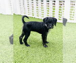 Small #1 Poodle (Miniature) Mix