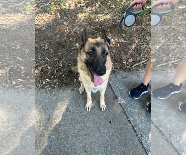 Medium Photo #2 German Shepherd Dog Puppy For Sale in McDonough, GA, USA