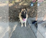 Small #1 German Shepherd Dog