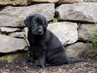 Puppy 7 Labrador Retriever-Unknown Mix