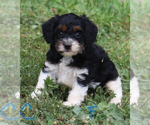 Miniature Bernedoodle Puppy for Sale in MARION CENTER, Pennsylvania USA