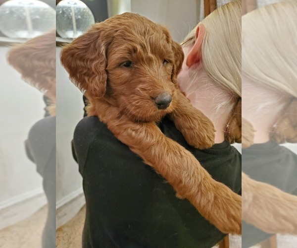 Medium Photo #12 Goldendoodle Puppy For Sale in COKATO, MN, USA