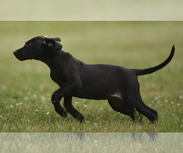 Medium Photo #6 Labrador Retriever-Unknown Mix Puppy For Sale in Mechanicsburg, PA, USA